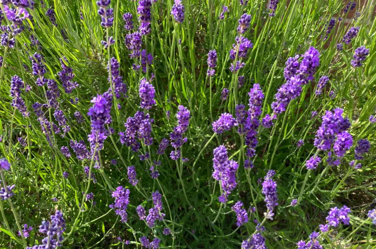 Lavender Care: When and How to Cut Back Lavender Plants